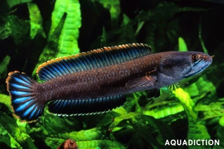 Short Snakehead Dwarf Snakehead - Channa gachua Fish Profile & Care Guide