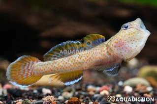 Red Spotted Goby - Rhinogobius rubromaculatus Fish Profile & Care Guide