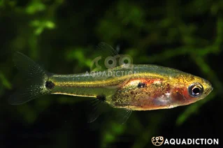Three Spotted Dwarf Rasbora - Boraras micros Fish Profile & Care Guide