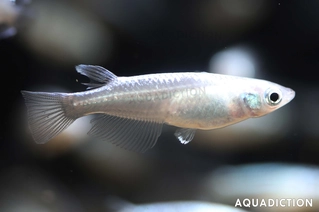 Platinum Medaka Ricefish - Oryzias latipes var Platinum Fish Profile ...