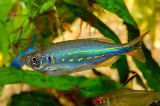 Giant Danio Devario Aequipinnatus Fish Profile Care Guide