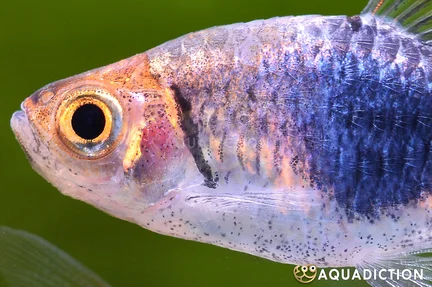 Blue Harlequin Rasbora Close Up