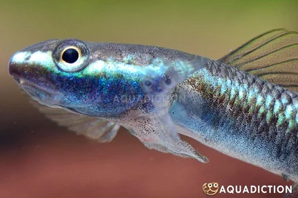 Cobalt Blue Goby