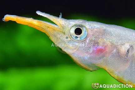 Archer Halfbeak