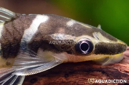 Broad Stripe Zebra Otocinclus