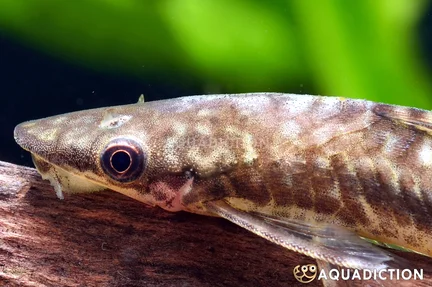 Keeled Otocinclus