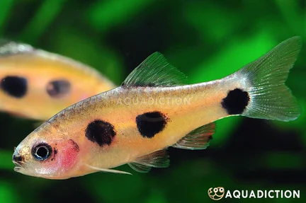 Blacknose Butterfly Barb