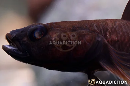 Black Toraja Goby