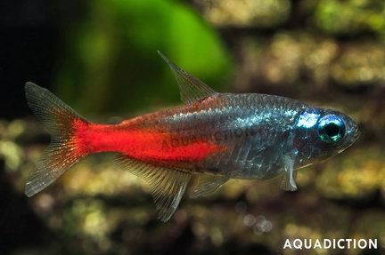 Diamond Neon Tetra