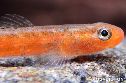 Bird Song Goby
