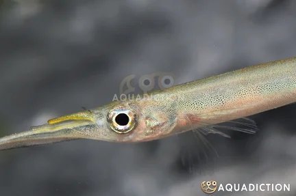 Three Spotted Halfbeak
