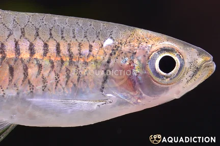 Small Eyes Red Rasbora