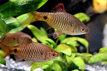 Stoliczka's Barbs
