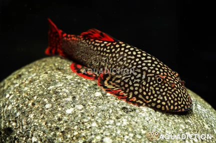 Katibas Sucker Loach
