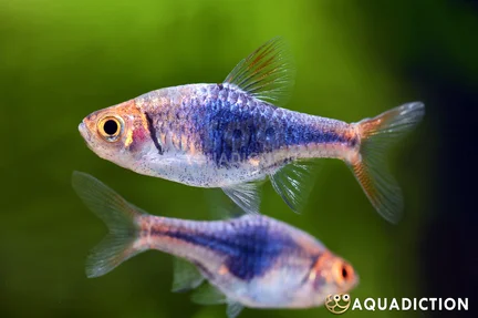 Blue Harlequin Rasboras