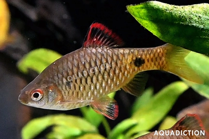 Stoliczka's Barb