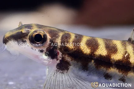 Hainan Sucker Belly Loach