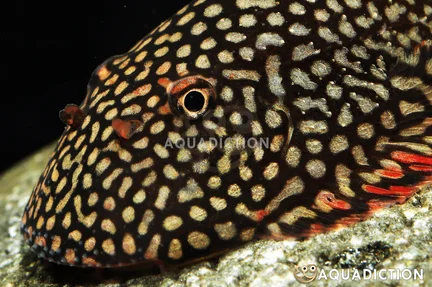 Katibas Sucker Loach