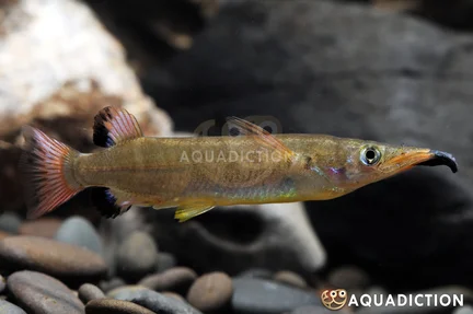 Celebes Halfbeak