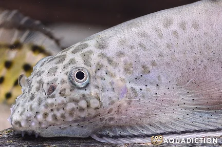 Pingi Hillstream Loach