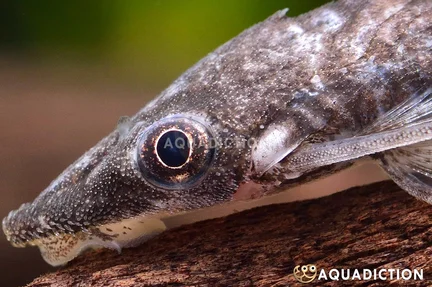 Vampire Otocinclus
