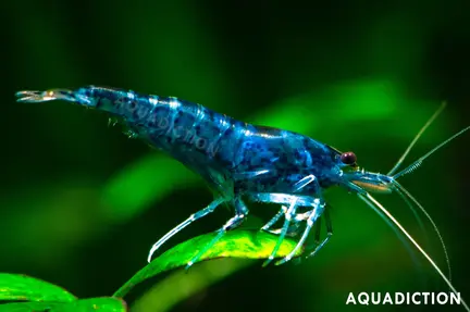 20+2 Blue Jelly Shrimp – Freshwater Neocaridina Aquarium Shrimp (Live Arrival Guarantee, Breeders Pair)