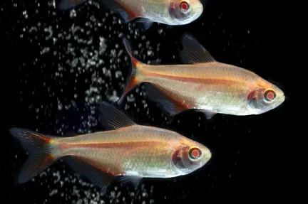 Albino Buenos Airess Tetras