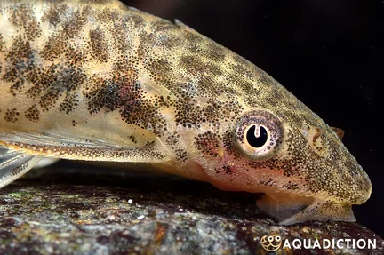 Mimicry Otocinclus
