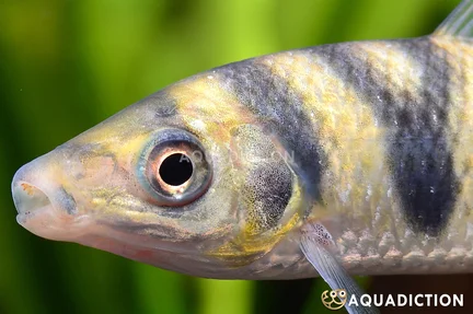 Y Striped Leporinus