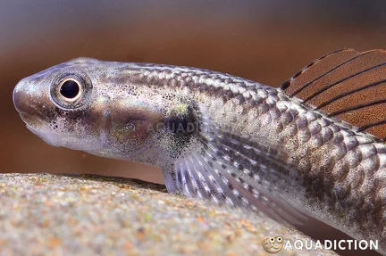 Palauan Riffle Dwarf Goby