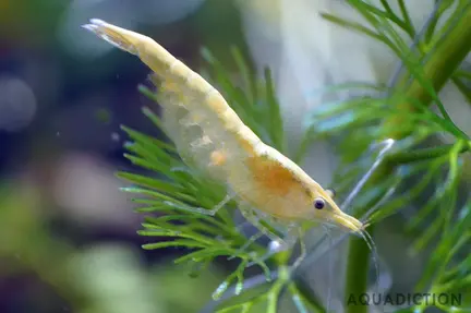 Snowball Shrimp