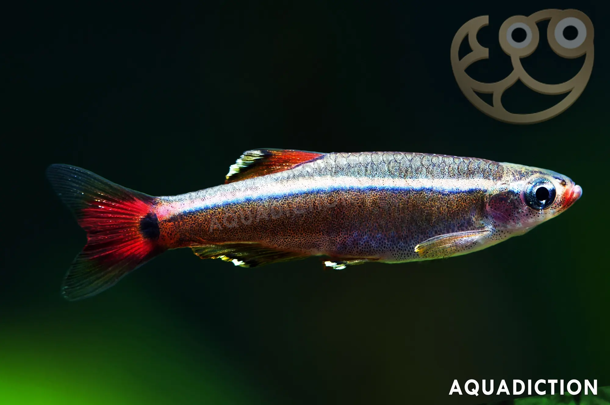 thumbnail image 2 of Live 24K White Cloud Mountain Minnow – Tanichthys Albonubes, Beginner-Friendly 2 of 4