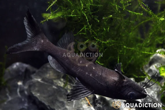 Live Upside Down Catfish – 1 To 1.5 Inches, Peaceful Beginner Tropical Freshwater Fish, Tank Bred USA