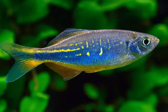 Giant Danio Devario Aequipinnatus Fish Profile Care Guide