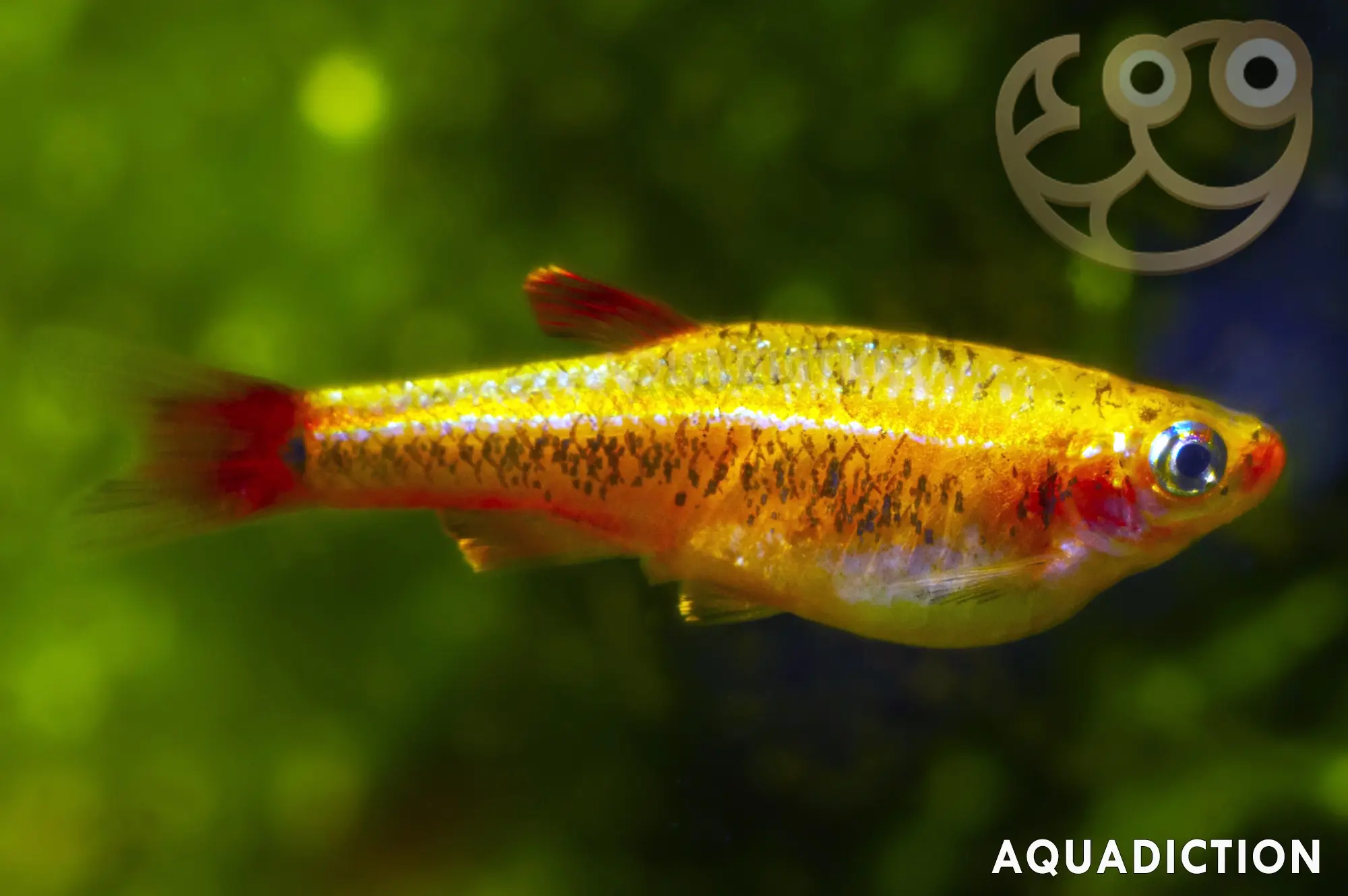 thumbnail interactive-video image 1 of Live 24K White Cloud Mountain Minnow – Tanichthys Albonubes, Beginner-Friendly 1 of 4