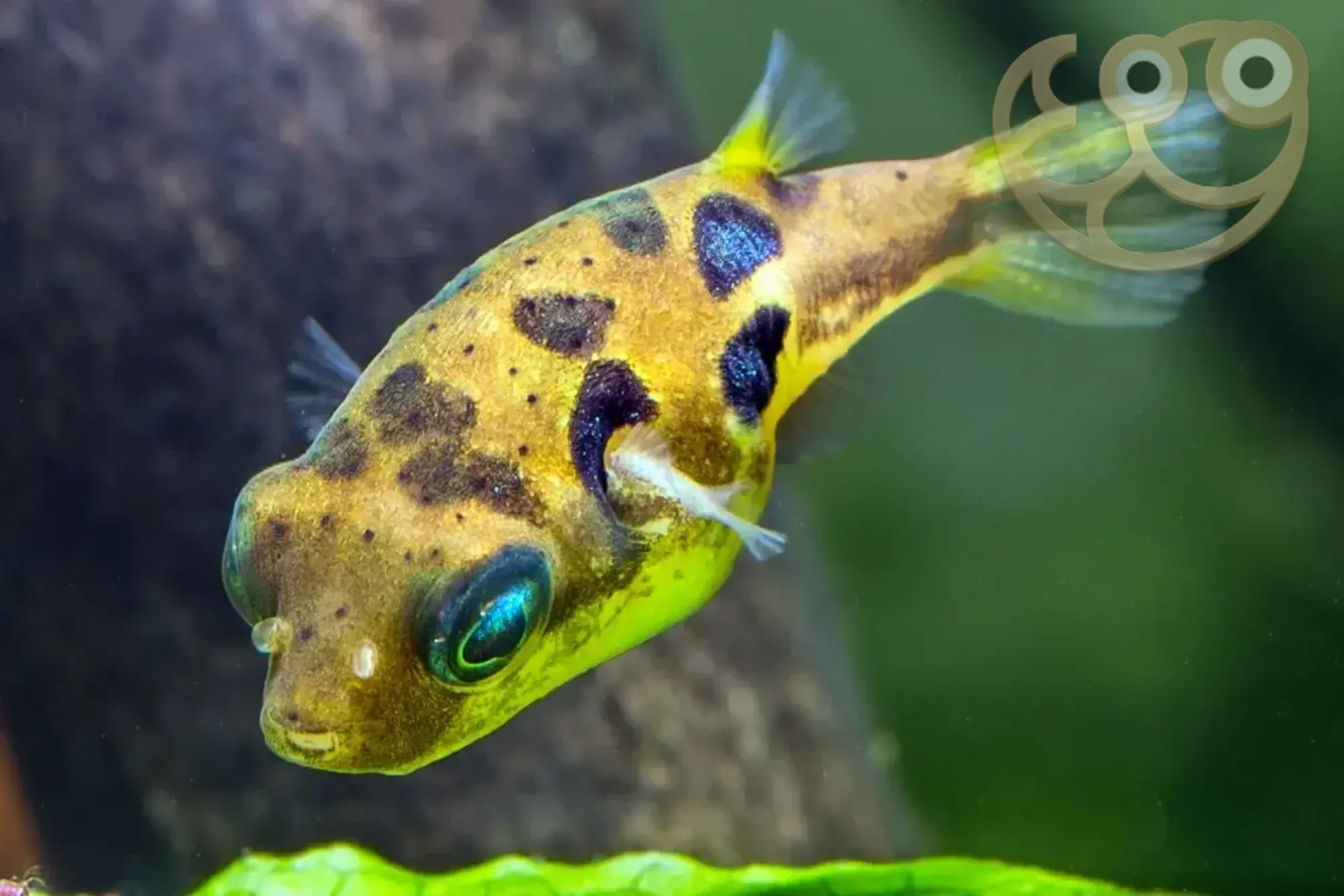 3 Live Dwarf Pea Puffer Fish (Carinotetraodon Travancoricus) - 0.5 Inch & Up, Freshwater Aquarium, Live Arrival Guaranteed