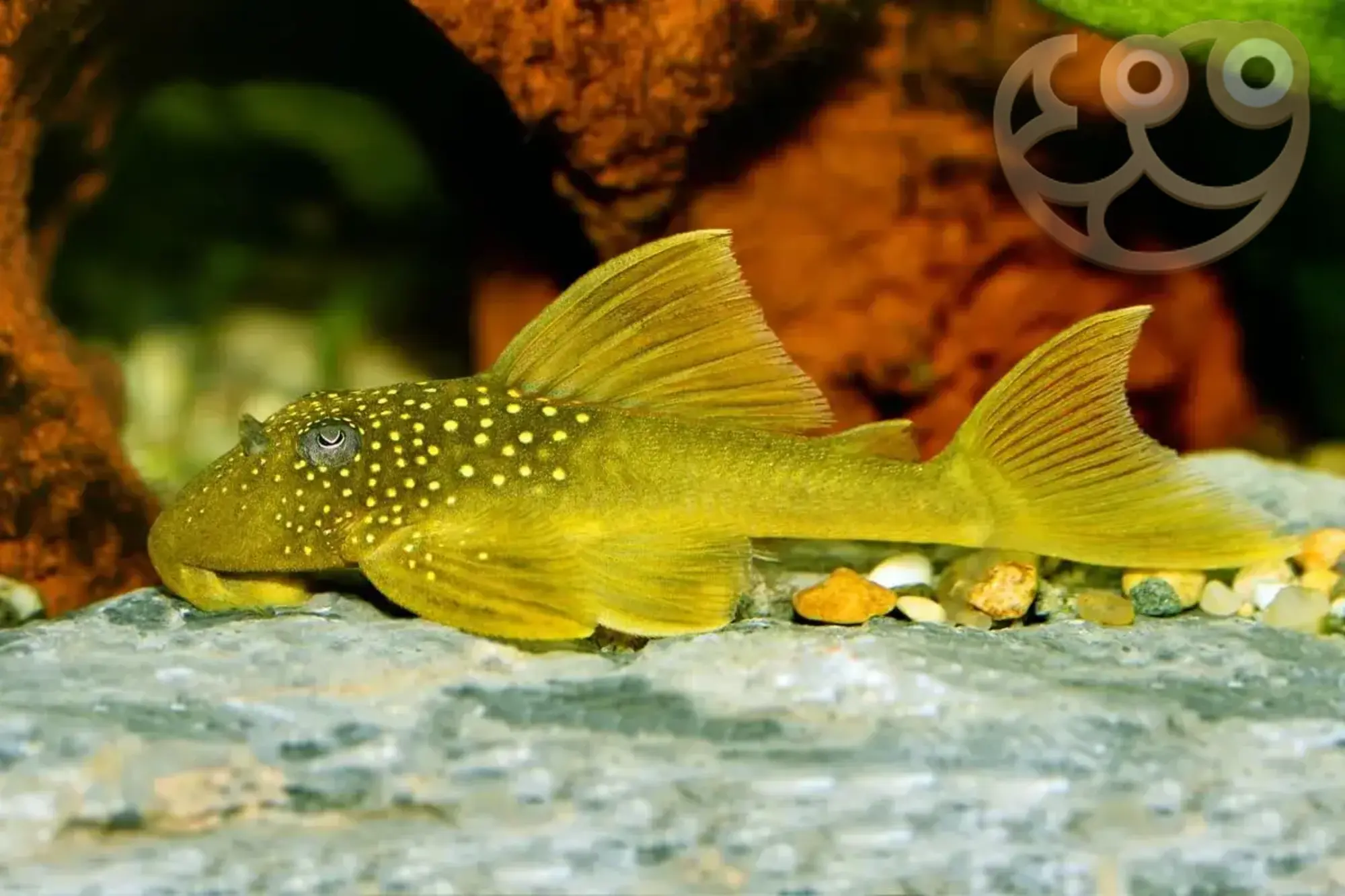Green Phantom Plecostomus Hemiancistrus Subviridis Fish Profile Green Phantom Plecostomus Hemiancistrus Subviridis Fish Profile