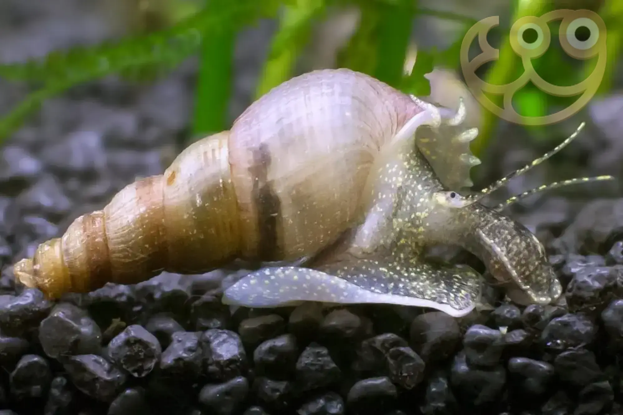 Malaysian Trumpet Snail Melanoides Tuberculata Snail Profile Care Guide Malaysian Trumpet Snail Melanoides Tuberculata Snail Profile Care Guide