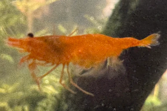 Orange Cherry Shrimp Neocaridina davidi var. "Orange" for sale