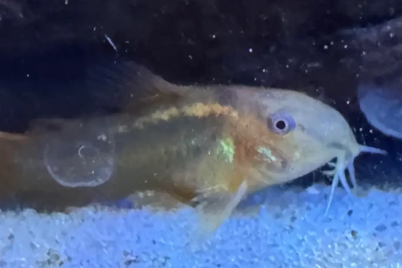 Listing image for Gold Laser Corydoras