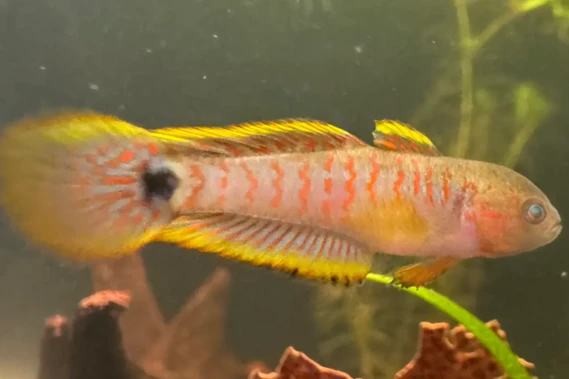 Peacock Gudgeon Tateurndina Ocellicauda for sale