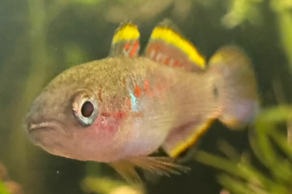 Peacock Gudgeon Tateurndina Ocellicauda for sale