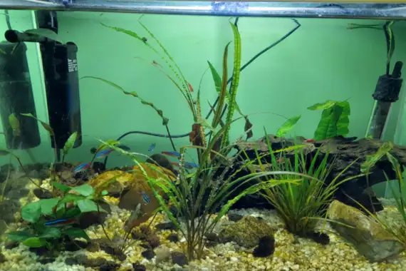 Brank0's Aquarium : First Tank